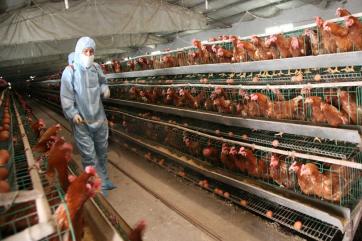 За январь птичий грипп уничтожил более 3 млн. птиц во всём мире